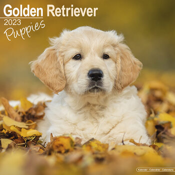Calendar 2023 Golden Retriever - Pups
