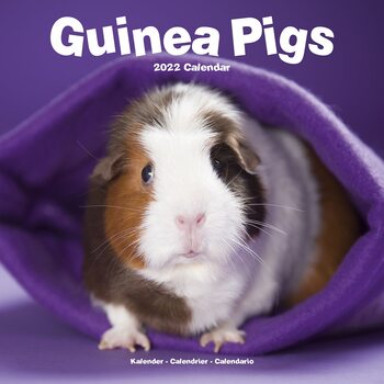 Calendar 2022 Guinea Pigs