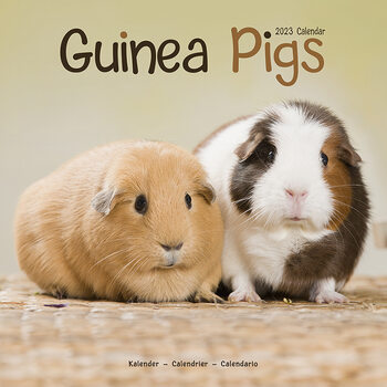 Calendar 2023 Guinea Pigs