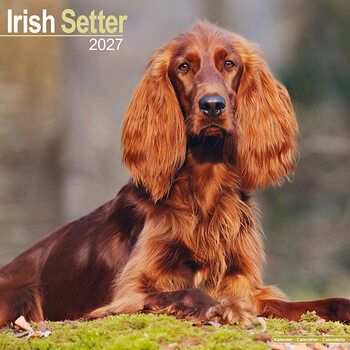 Calendar 2027 Irish Setter