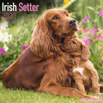 Ημερολόγιο 2027 Irish Setter