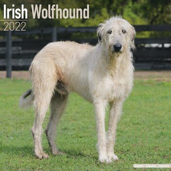 Calendar 2022 Irish Wolfhound
