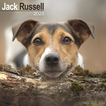 Calendar 2023 Jack Russell