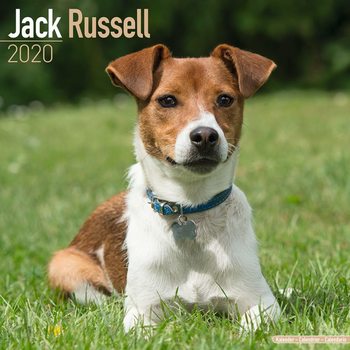 Ημερολόγιο 2027 Jack Russell