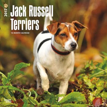 Calendar 2017 Jack Russell Terriers