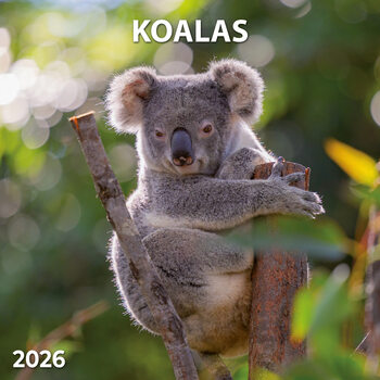 Calendar 2027 Koalas