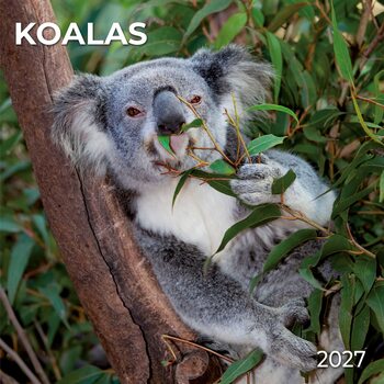 Calendar 2027 Koalas