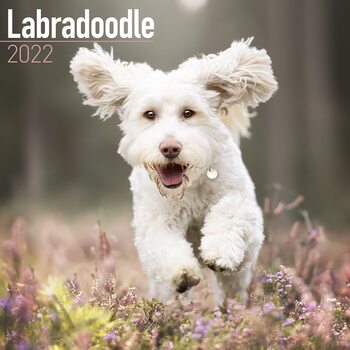 Calendar 2022 Labradoodle