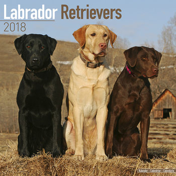 Calendar 2027 Labrador Ret (Mixed)