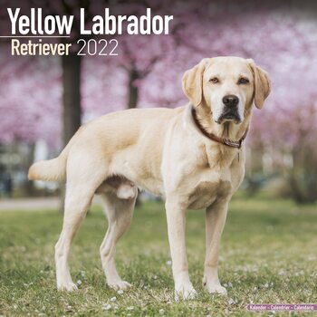 Calendar 2022 Labrador Ret - Yellow