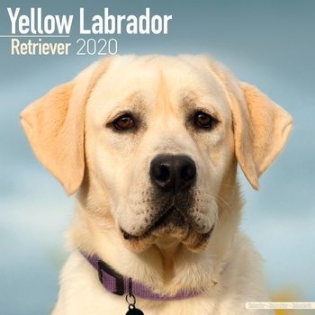 Ημερολόγιο 2027 Labrador – Yellow