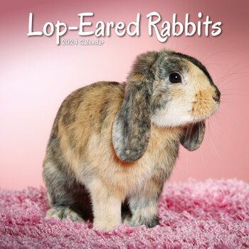 Calendar 2024 Lop-Eared Rabbits