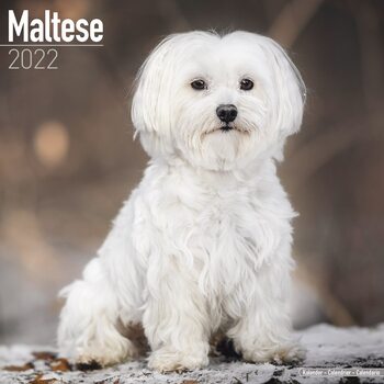 Calendar 2022 Maltese