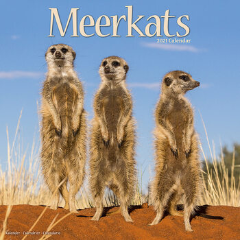 Ημερολόγιο 2027 Meerkats