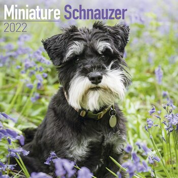 Calendar 2022 Mini Schnauzerl