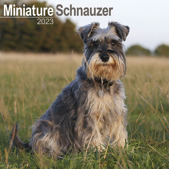 Calendar 2023 Mini Schnauzerl