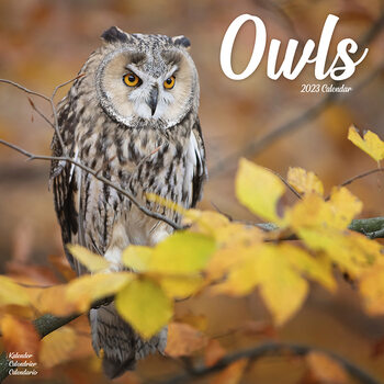 Calendar 2023 Owls