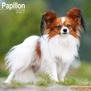 Calendar 2027 Papillon