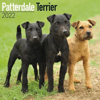 Calendar 2022 Patterdale Terrier