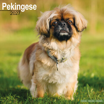 Calendar 2027 Pekingese