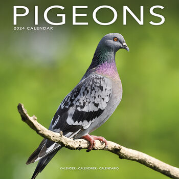 Calendar 2024 Pigeons