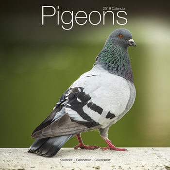 Ημερολόγιο 2027 Pigeons