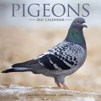 Ημερολόγιο 2027 Pigeons