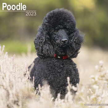Calendar 2023 Poodle