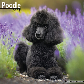 Calendar 2027 Poodle