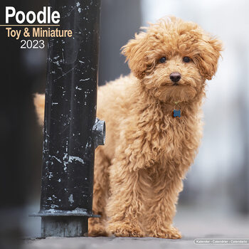 Calendar 2023 Poodle (Toy & Miniature)
