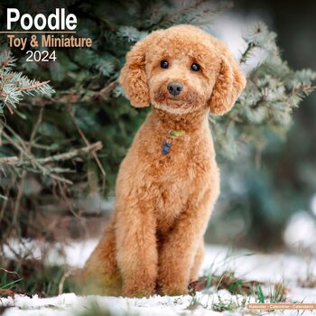 Calendar 2024 Poodle (Toy & Miniature)