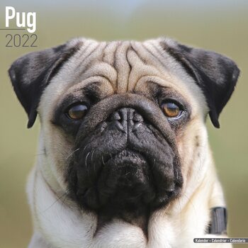 Calendar 2022 Pug