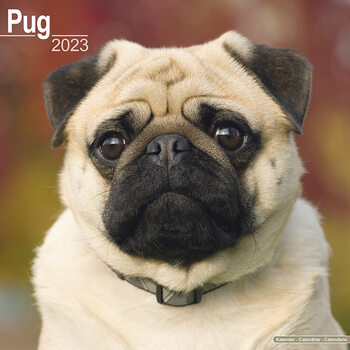 Calendar 2023 Pug