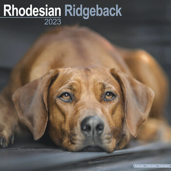Calendar 2023 Rhodesian Ridgeback