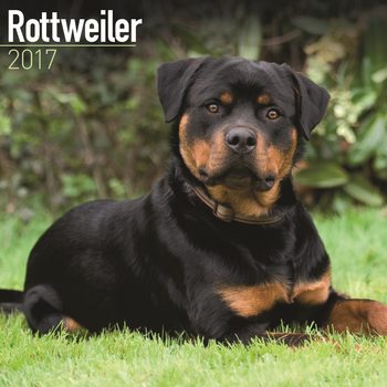Calendar 2017 Rottweiler