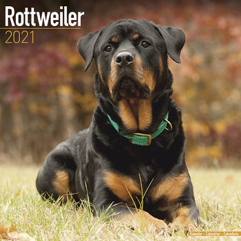 Ημερολόγιο 2027 Rottweiler