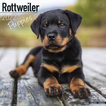 Calendar 2022 Rottweiler - Pups