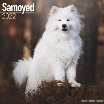 Calendar 2022 Samoyed