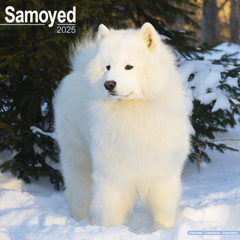 Ημερολόγιο 2027 Samoyed