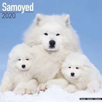 Ημερολόγιο 2027 Samoyed