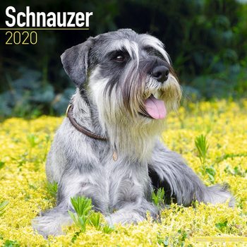 Ημερολόγιο 2027 Schnauzer