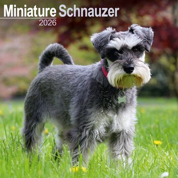Calendar 2027 Schnauzer - Miniature