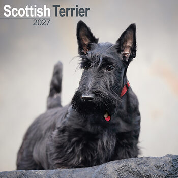 Calendar 2027 Scottish Terrier