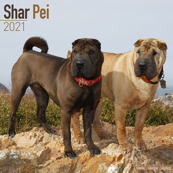 Calendar 2027 Shar Pei