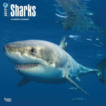 Calendar 2017 Sharks