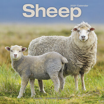 Ημερολόγιο 2027 Sheep