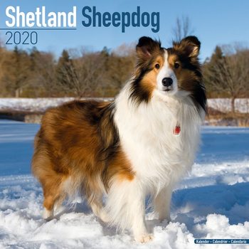 Ημερολόγιο 2027 Shetland Sheepdog
