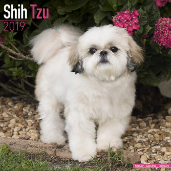 Calendar 2027 Shih Tzu