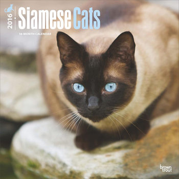 Calendar 2027 Siamese Cats