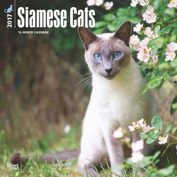 Calendar 2017 Siamese Cats